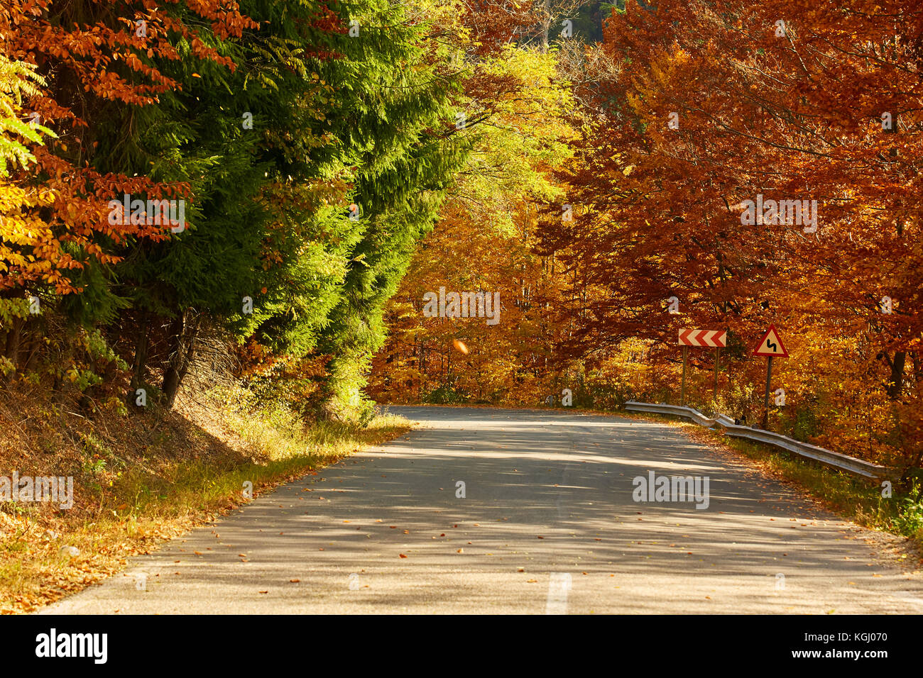 Asphalt road through colorful deciduous forest in the autumn Stock ...