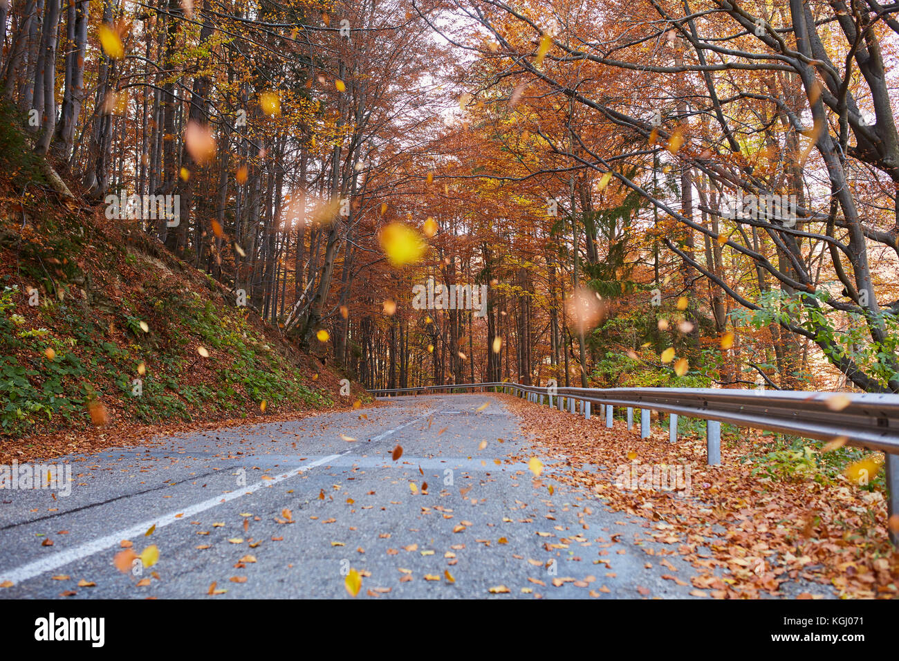 Asphalt road through colorful deciduous forest in the autumn Stock ...