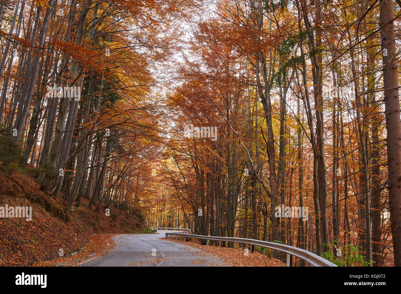Asphalt road through colorful deciduous forest in the autumn Stock ...