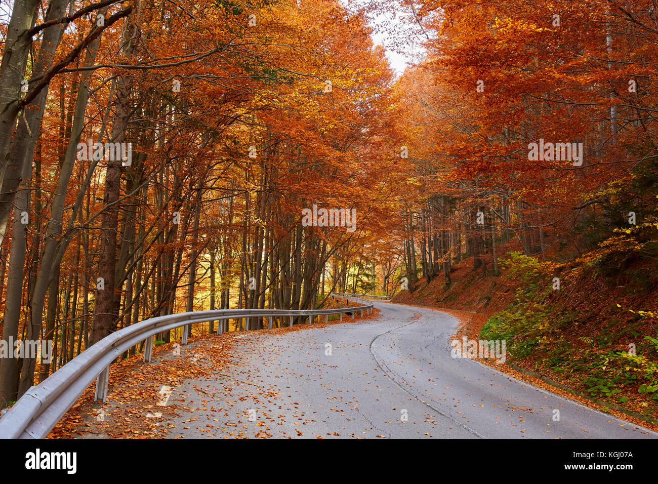 Asphalt road through colorful deciduous forest in the autumn Stock ...
