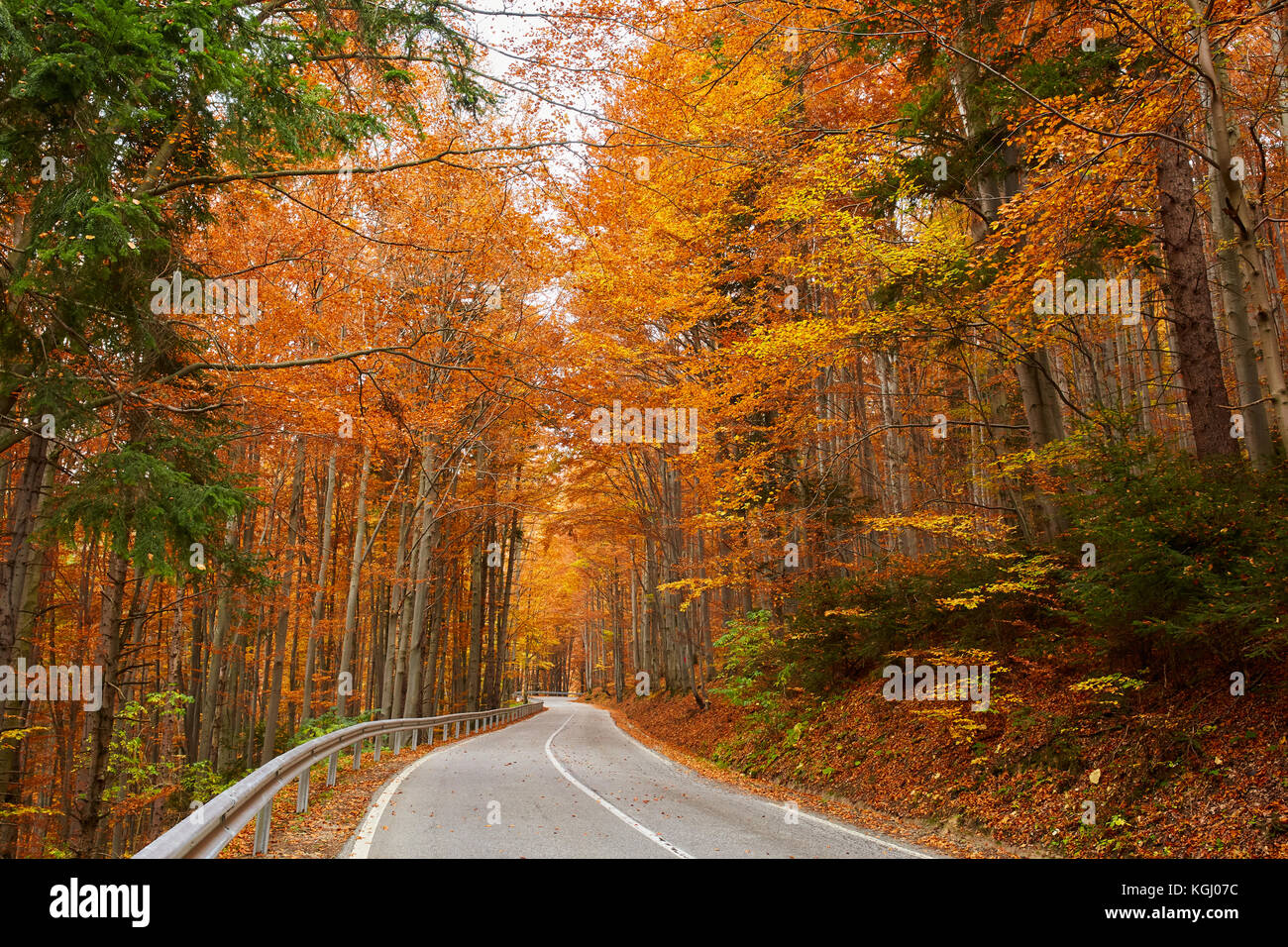 Asphalt road through colorful deciduous forest in the autumn Stock ...