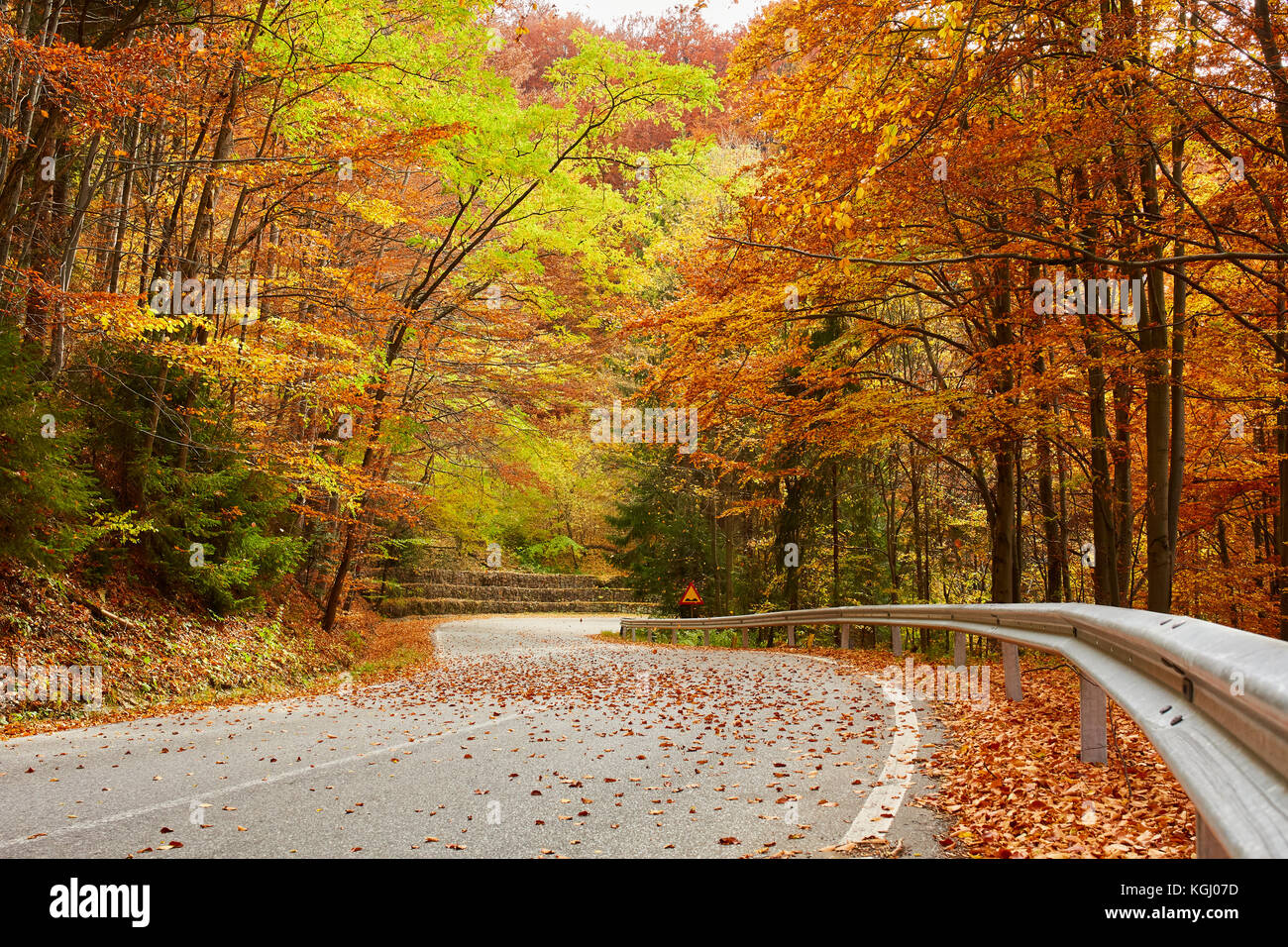 Asphalt road through colorful deciduous forest in the autumn Stock ...