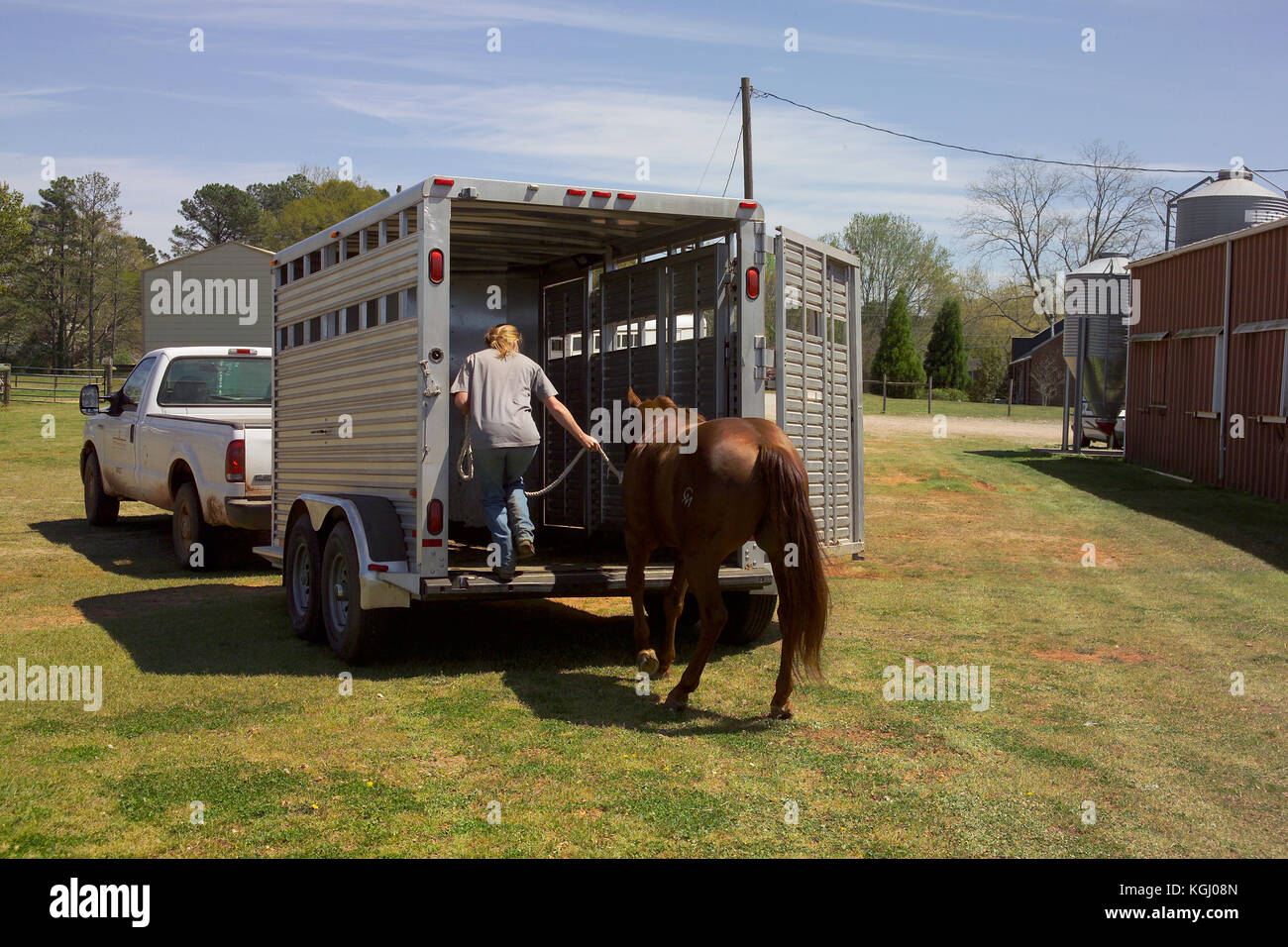 LOADING HORSE INTO A TRAILER, AT THE UNIVERSITY OF HORSE PROGRAM, ATHENS, GA PART OF