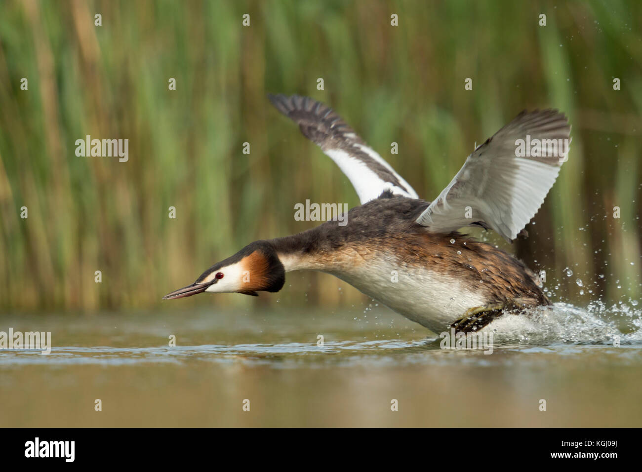 Great Crested Grebe / Haubentaucher ( Podiceps cristatus ) in a hurry, flapping its wings, taking off from a stretch of water, chasing a rival, Europe Stock Photo