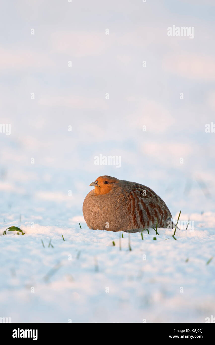 Grey Partridge / Rebhuhn ( Perdix perdix ), adult, resting in fresh fallen snow, secretive behaviour, on a sunny winter morning, first light, wildlife Stock Photo