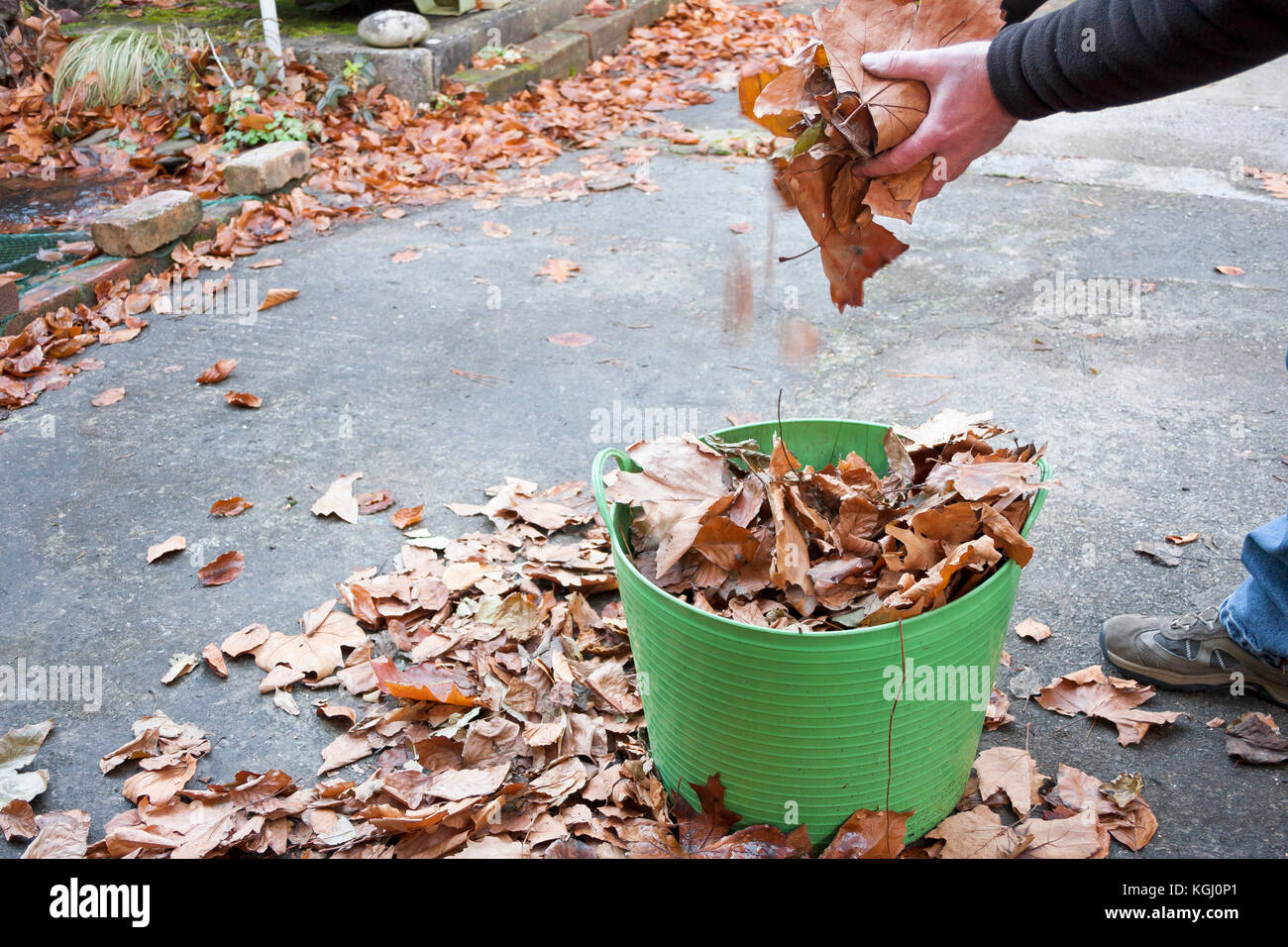 garden maintenance collecting autumn leaves into bucket Stock Photo