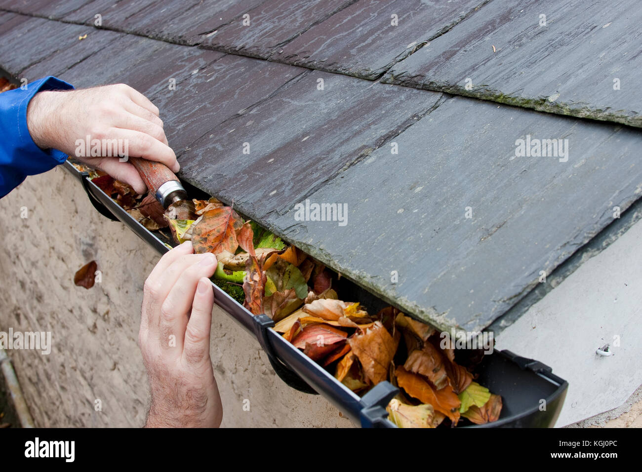 clearing gutter blocked with autumn leaves Stock Photo