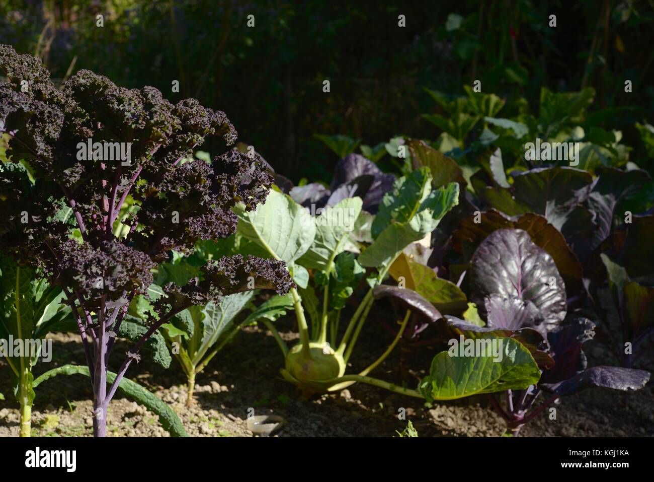 Brassica oleracea var. acephala, Purple Kale, 'Scarlet' with Kohl Rabi 'Supershmelz' and other Brassicas, Wales, UK Stock Photo