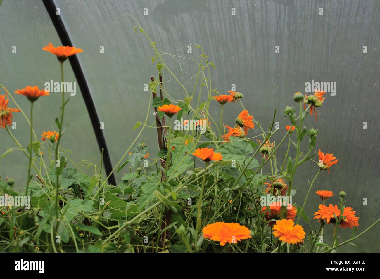 Melothria scabra, Cucamelon vines climbing amongst Calendula