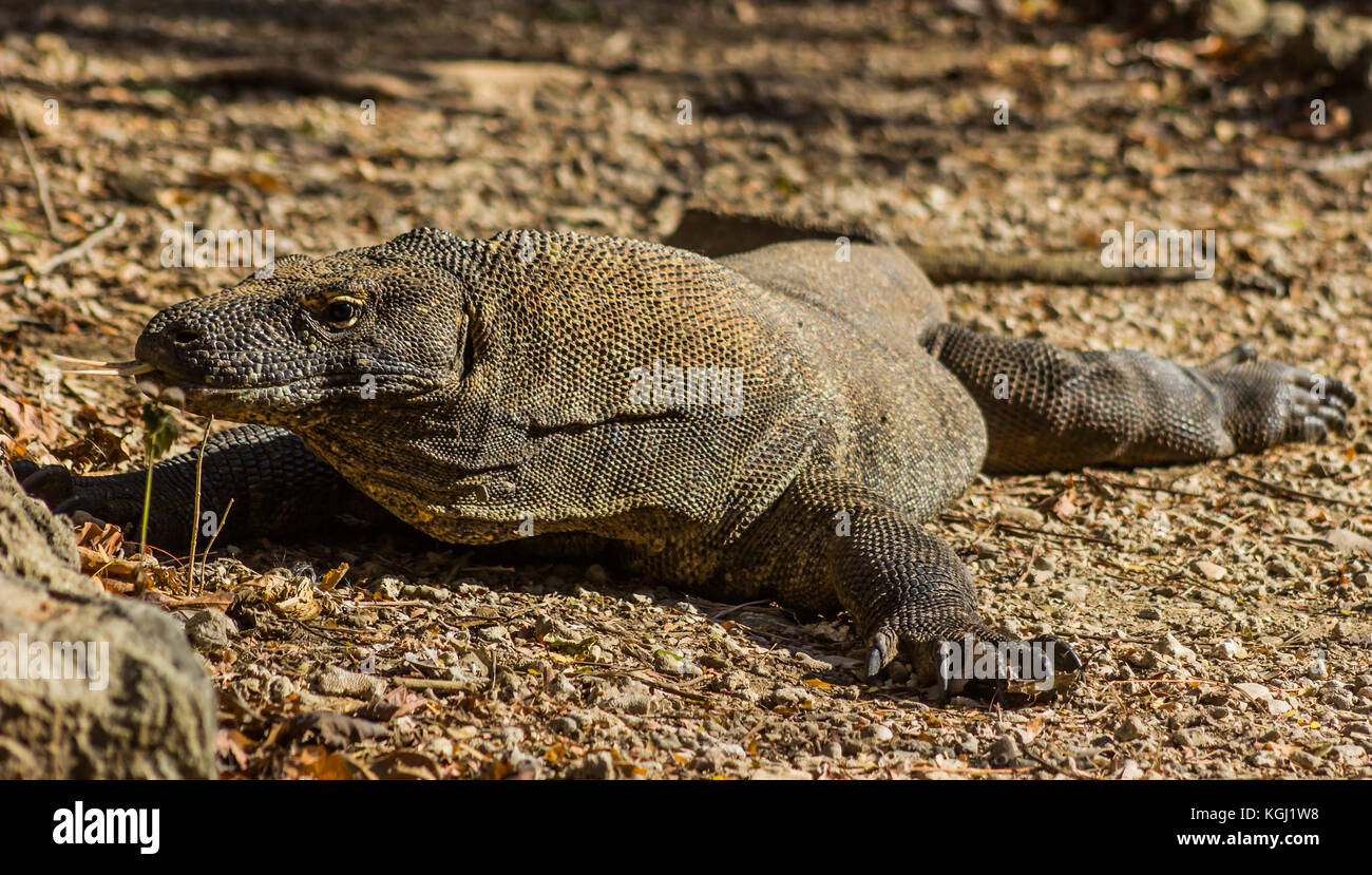 Komodo Dragon on Komodo Island, UNESCO World Heritage Centre, Indonesia Stock Photo