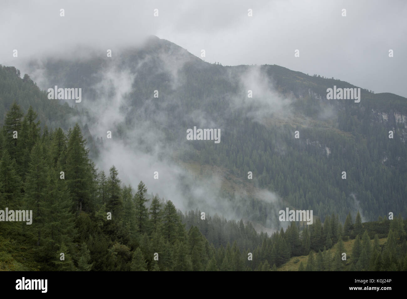 Mist in a forest of trees Stock Photo - Alamy