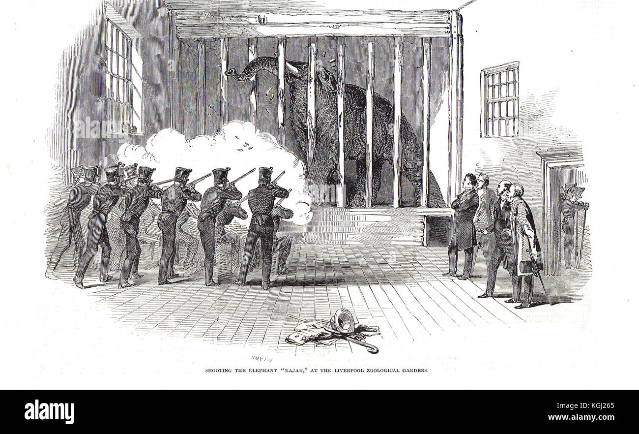 Shooting of Elephant Rajah, Liverpool zoo, 1848 Stock Photo