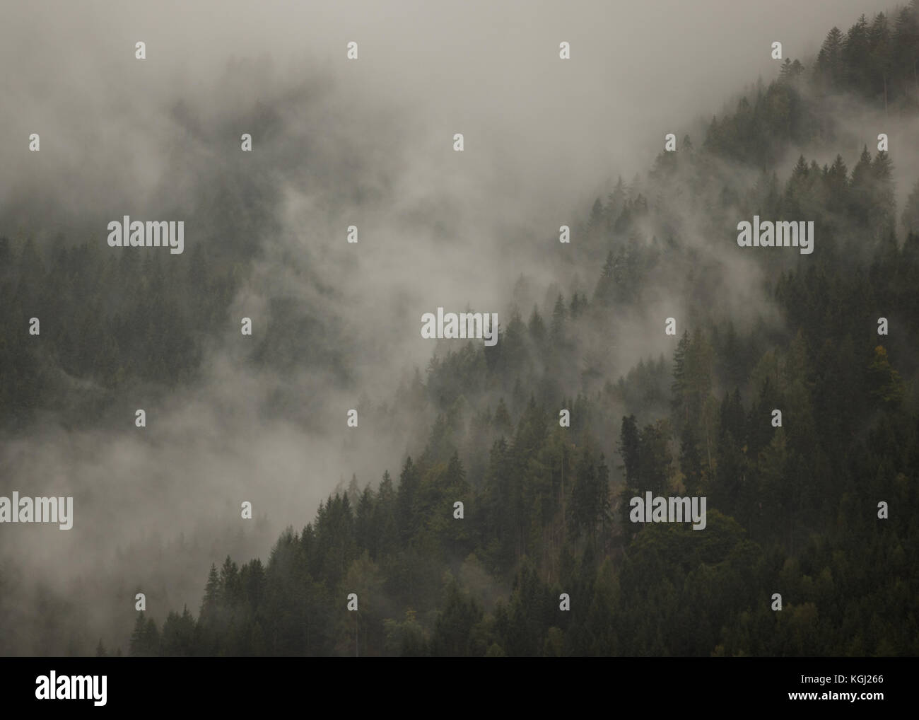 Mist in a forest of trees Stock Photo - Alamy
