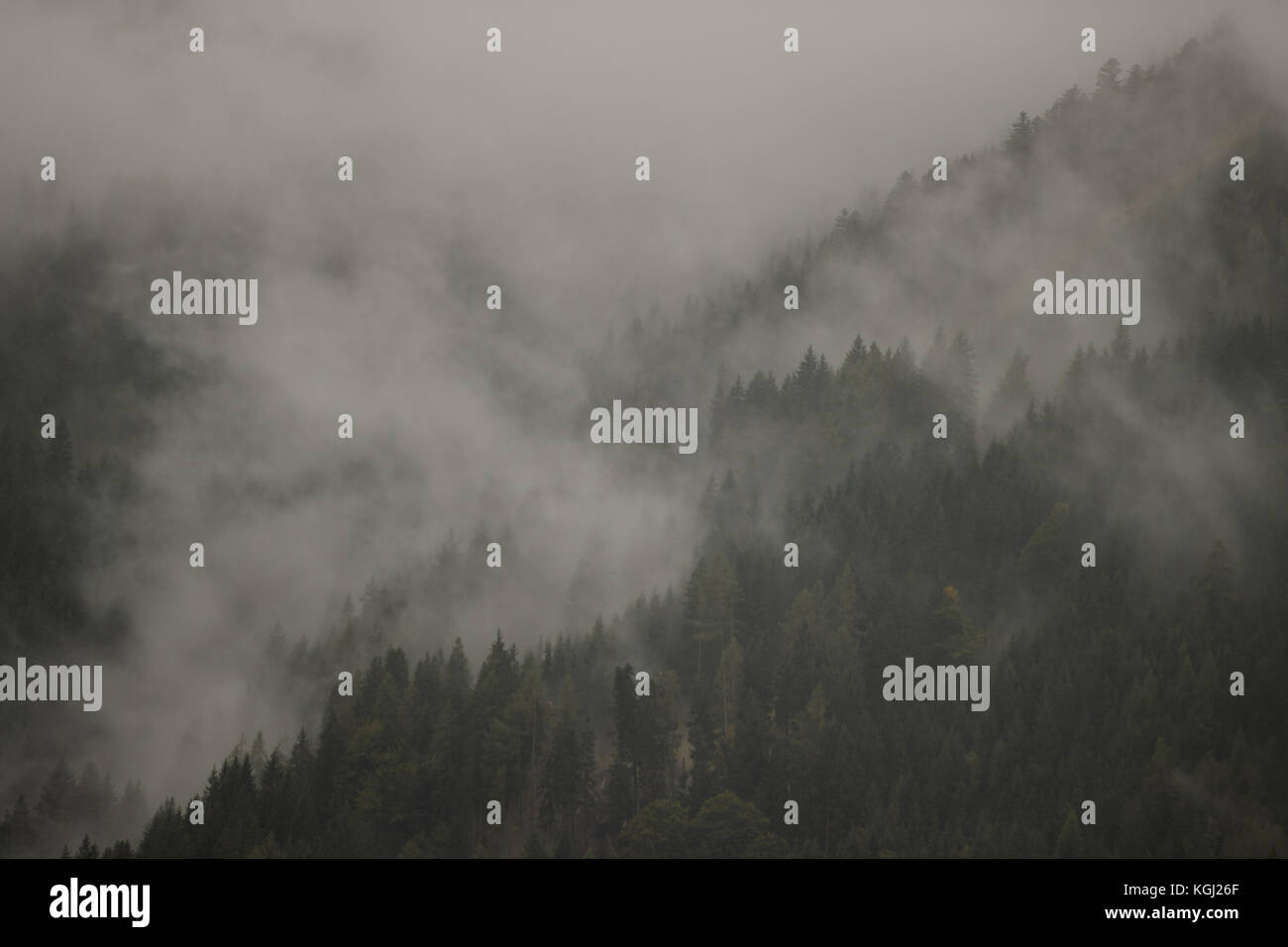 Mist in a forest of trees Stock Photo - Alamy