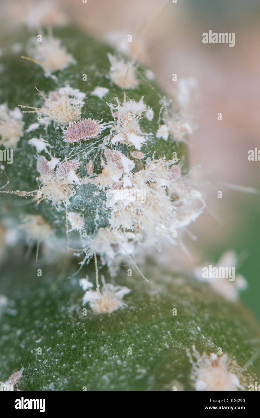 Mealybug mealy bug infestation on cacti houseplant, UK Stock Photo