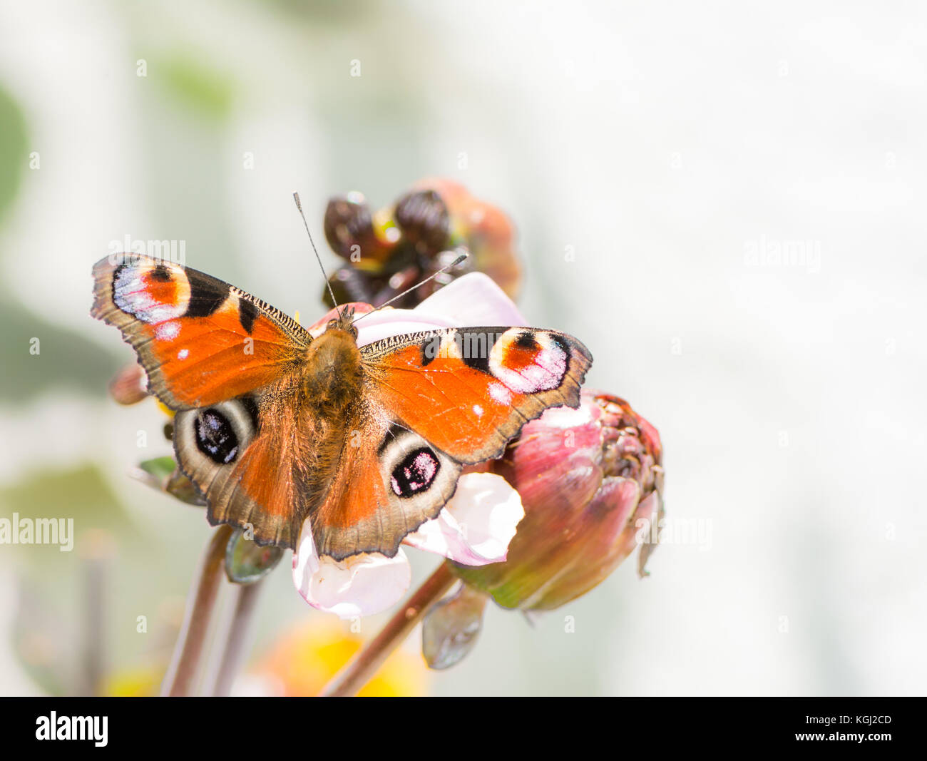 European peacock butterfly sitting on a flower Stock Photo - Alamy