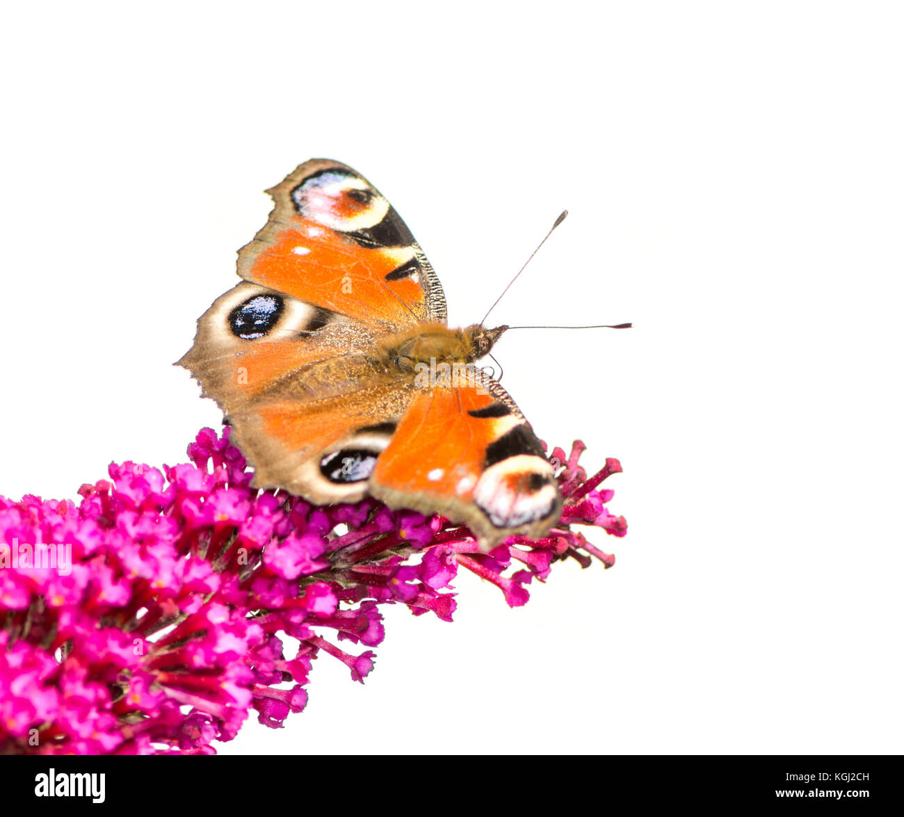 European peacock butterfly sitting on a flower Stock Photo - Alamy