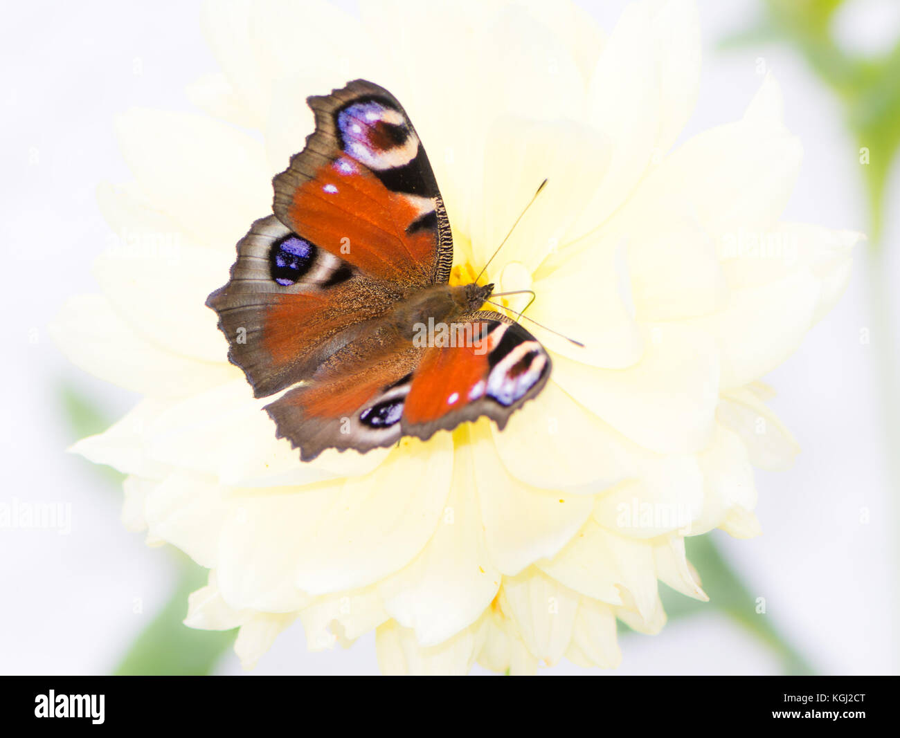 European peacock butterfly sitting on a flower Stock Photo - Alamy