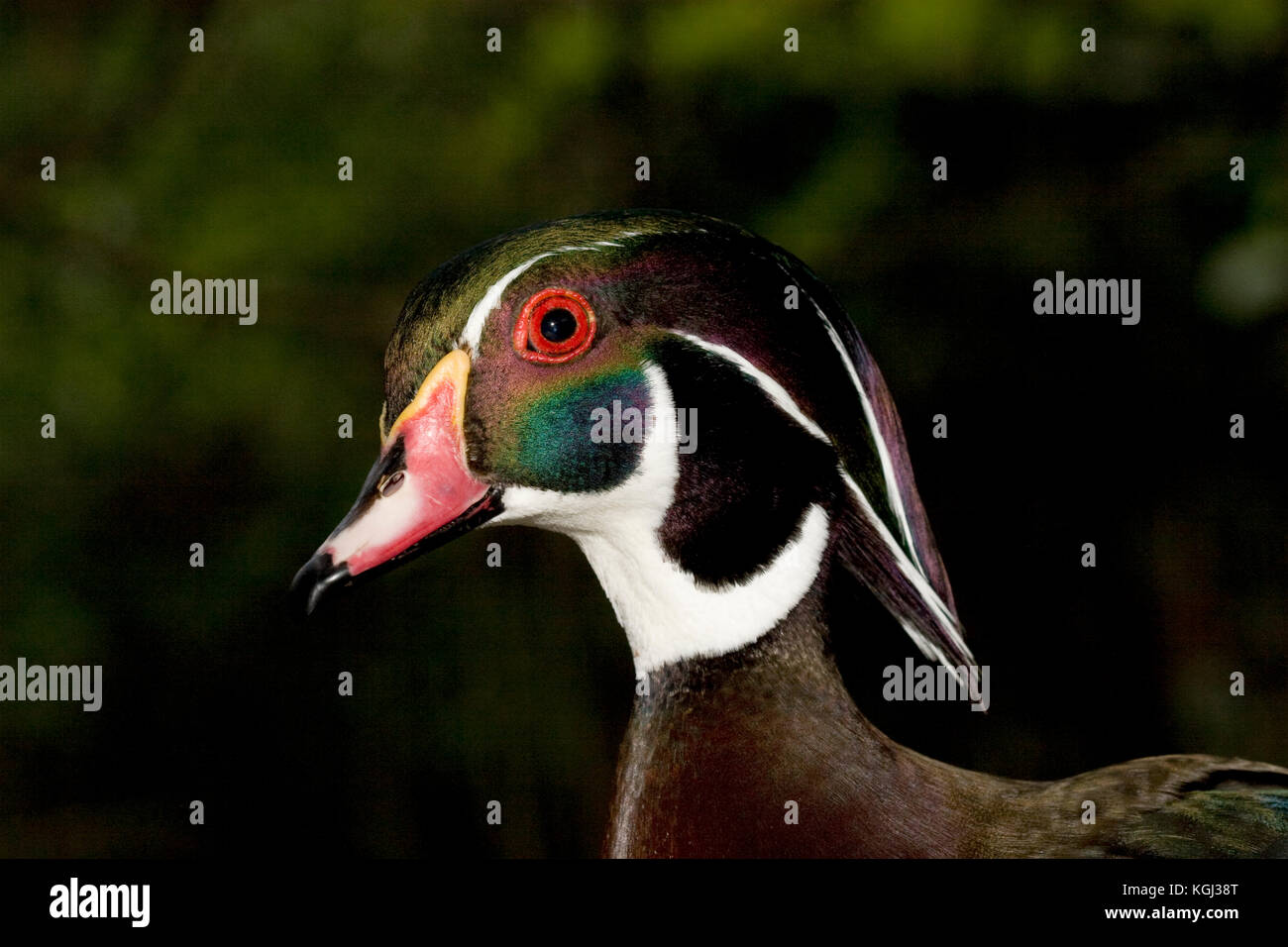 Wood Duck, Aix sponsa Stock Photo Alamy
