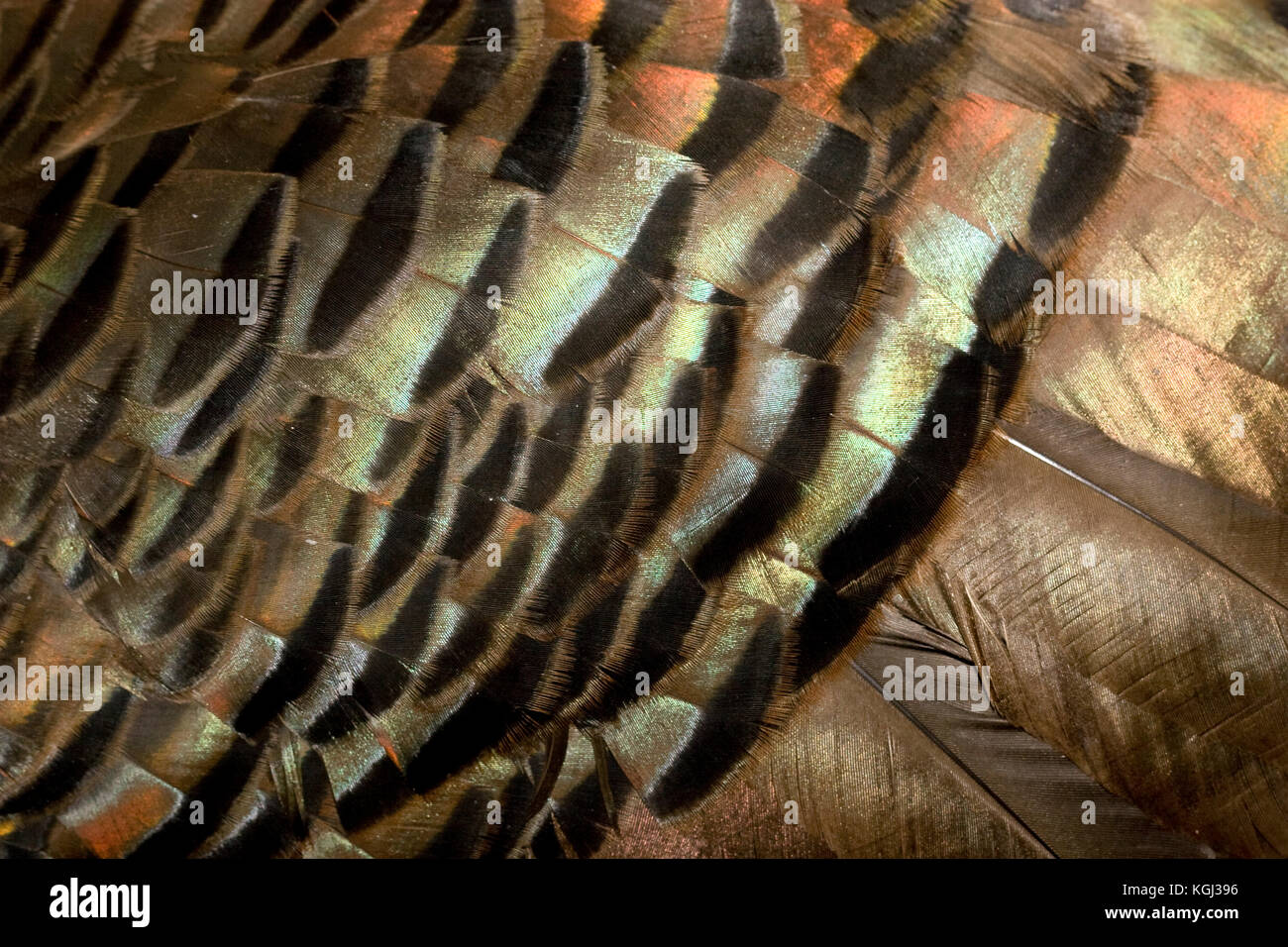Wild Turkey Feathers