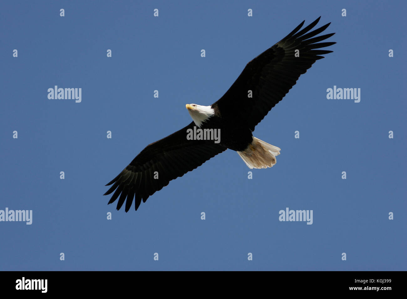 Bald eagle alaska hi-res stock photography and images - Alamy
