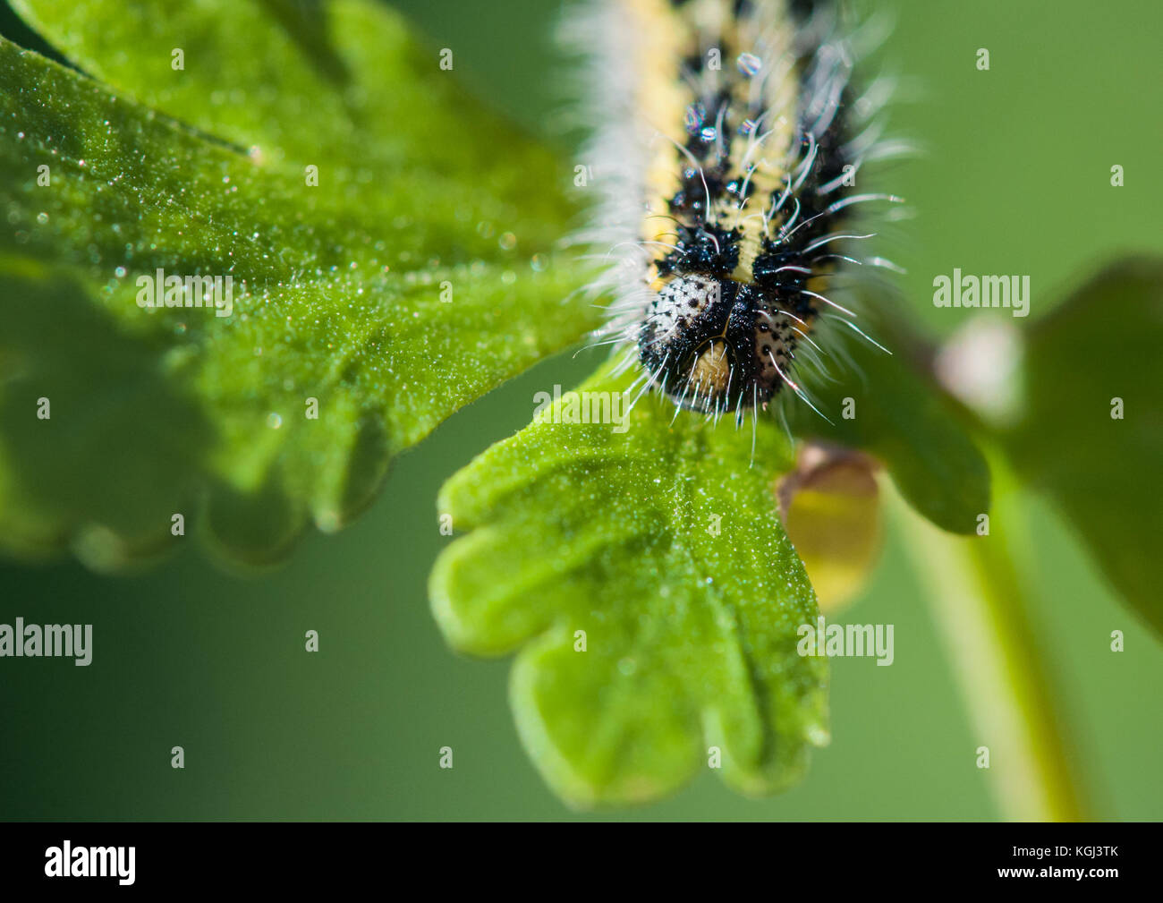 A close-up of a large white butterfly caterpillar Stock Photo - Alamy