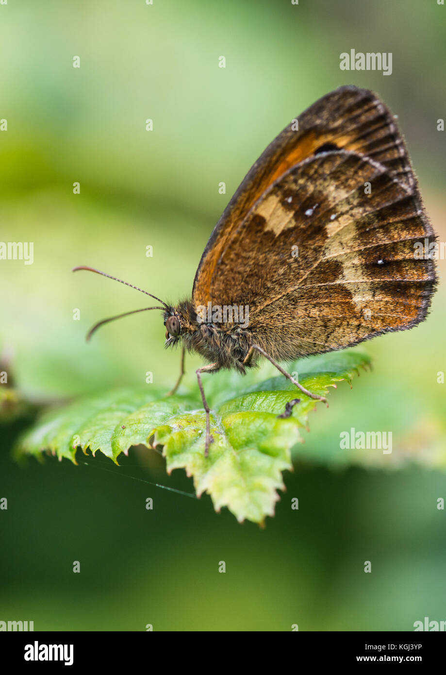 A macro shot of a gatekeeper butterfly sitting on a green leaf Stock ...