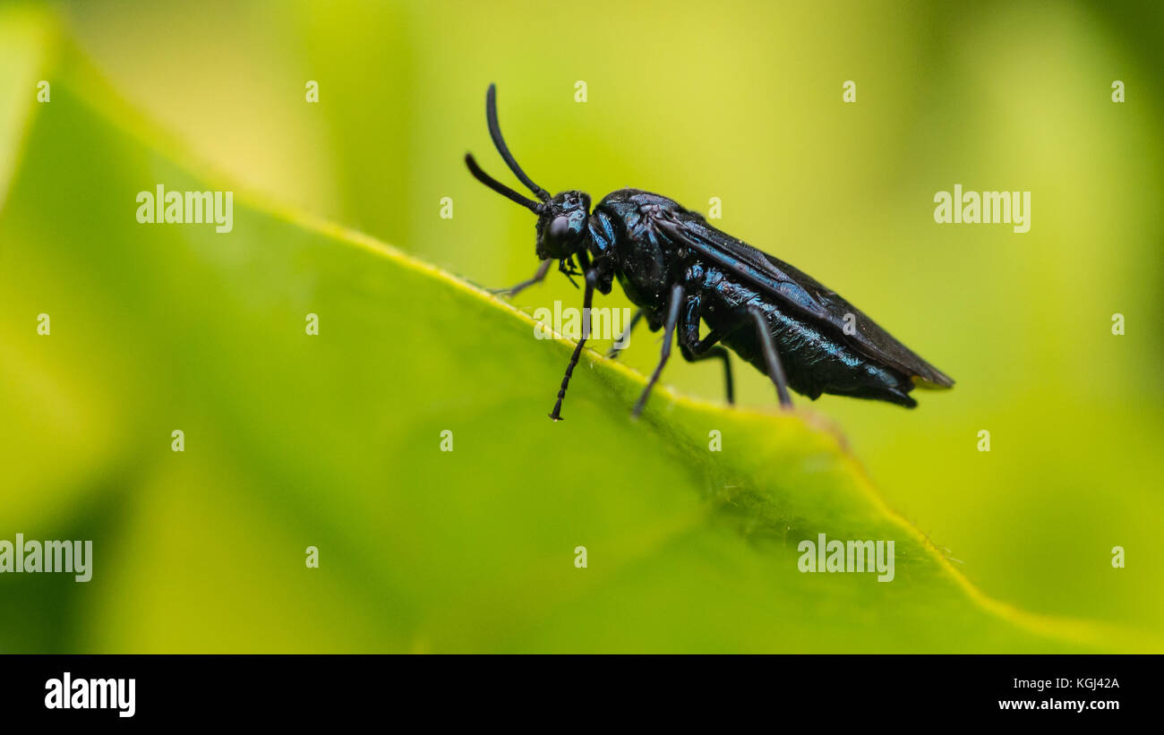 A macro shot of a berberis sawfly sitting on a green leaf. Stock Photo