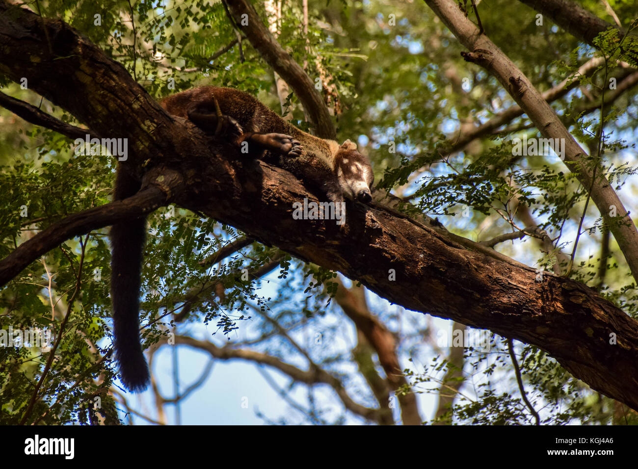 Coatimundi asleep on a tree branch Costa Rica Stock Photo