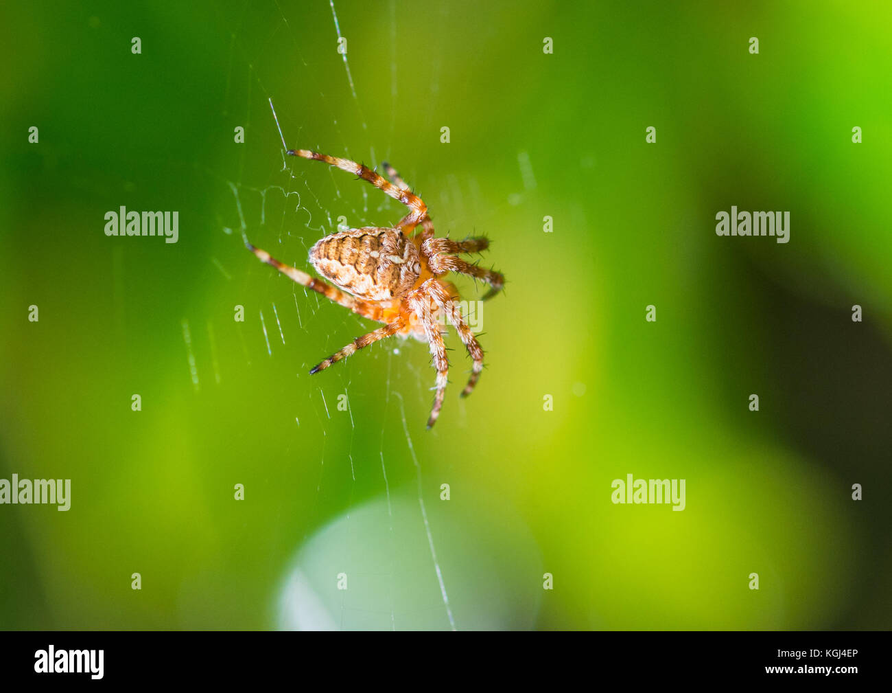A macro shot of an early garden spider Stock Photo - Alamy