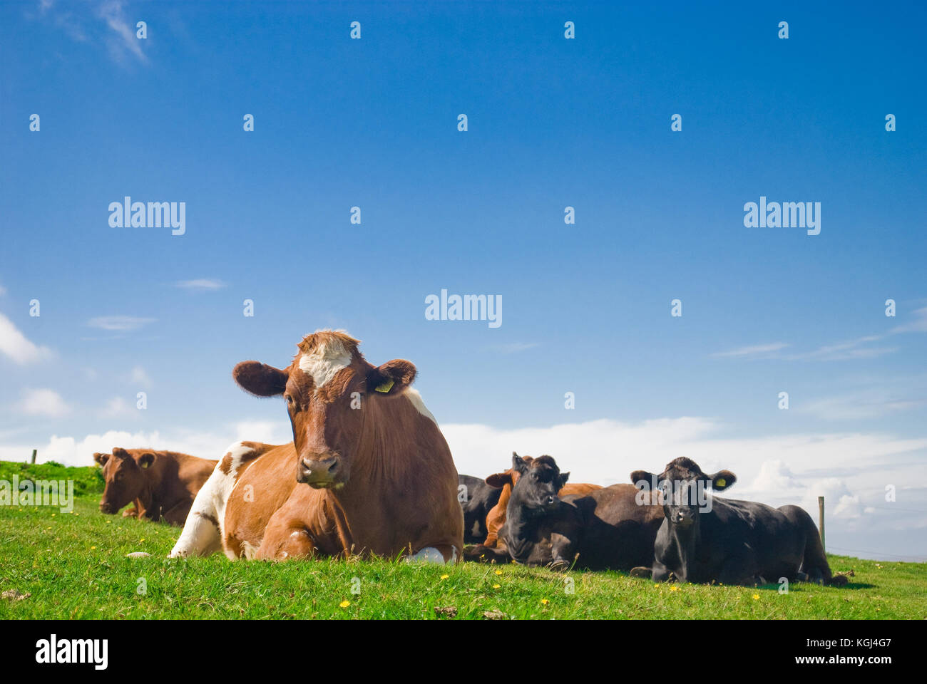 A herd of Cows lying peacefully in a green pasture Stock Photo - Alamy