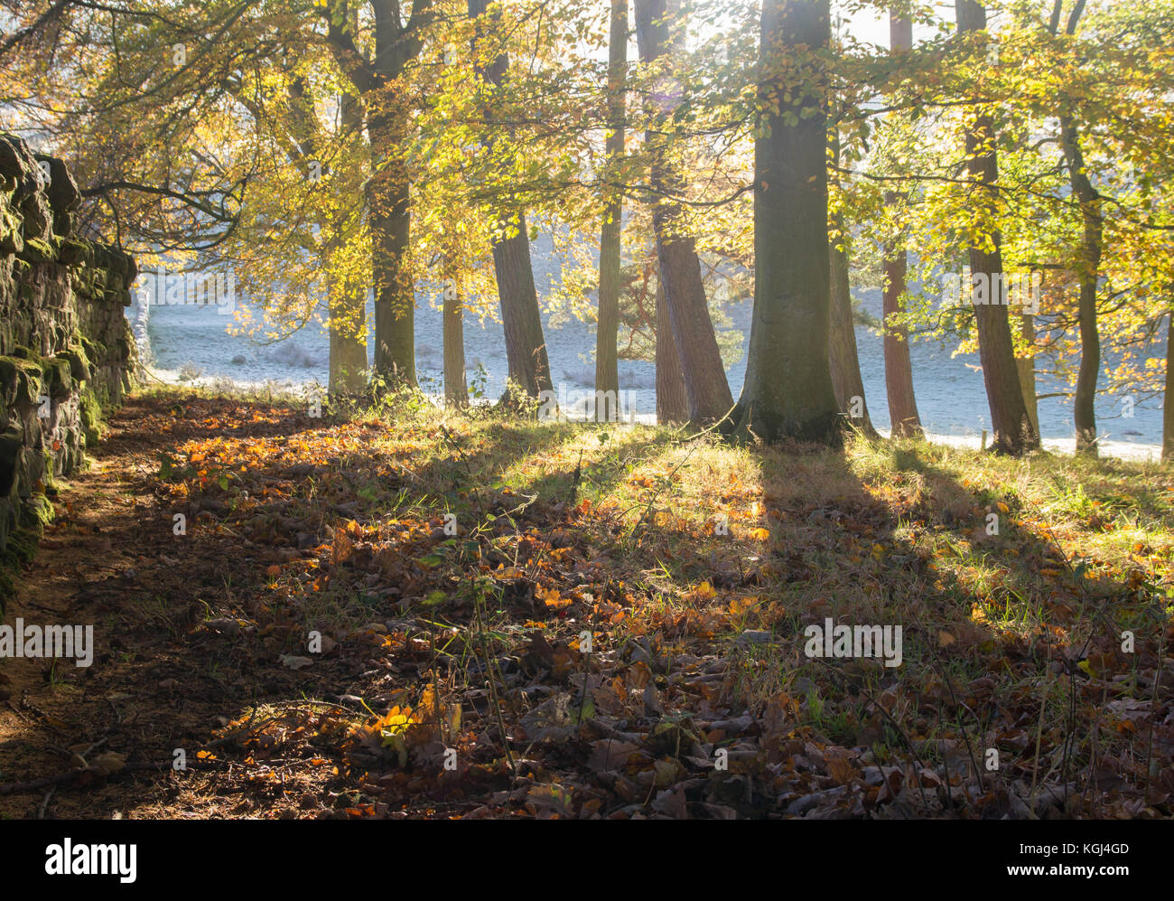 Copse trees in autumn colours hi-res stock photography and images - Alamy