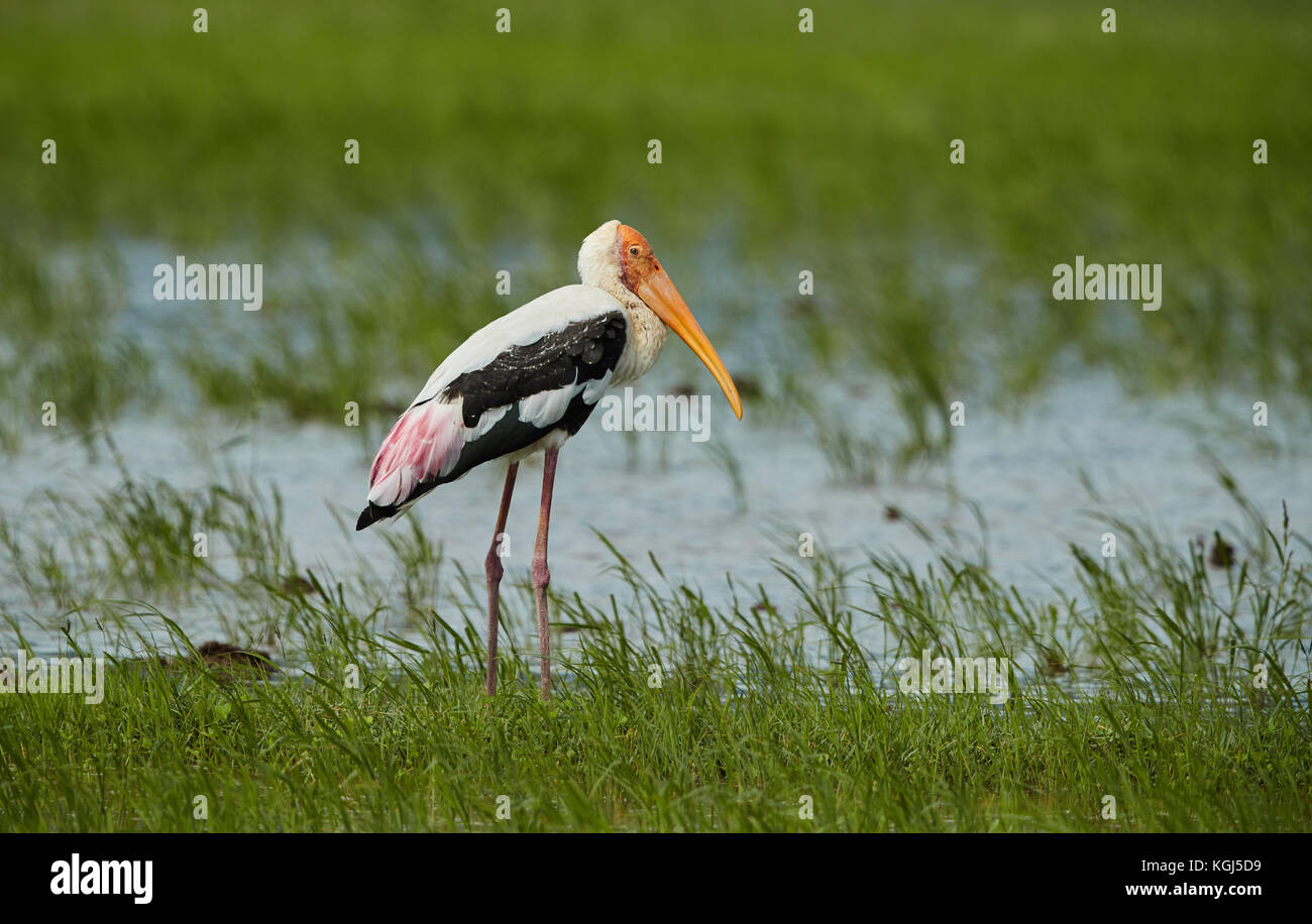 Painted Stork bird in a shallow water stream near paddy field in the morning Stock Photo