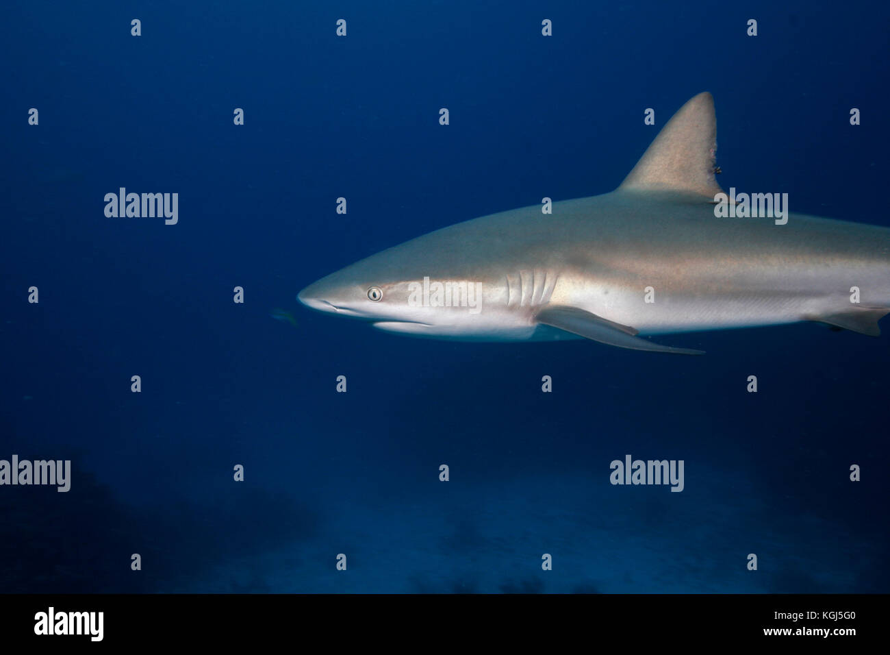 Caribbean Reef Shark, Carcharhinus perezi Stock Photo - Alamy