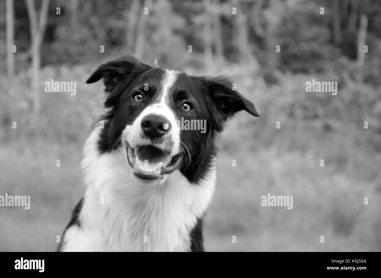 Border Collie full front profile view with trees in the background. A very focused and happy dog in black and white. Stock Photo