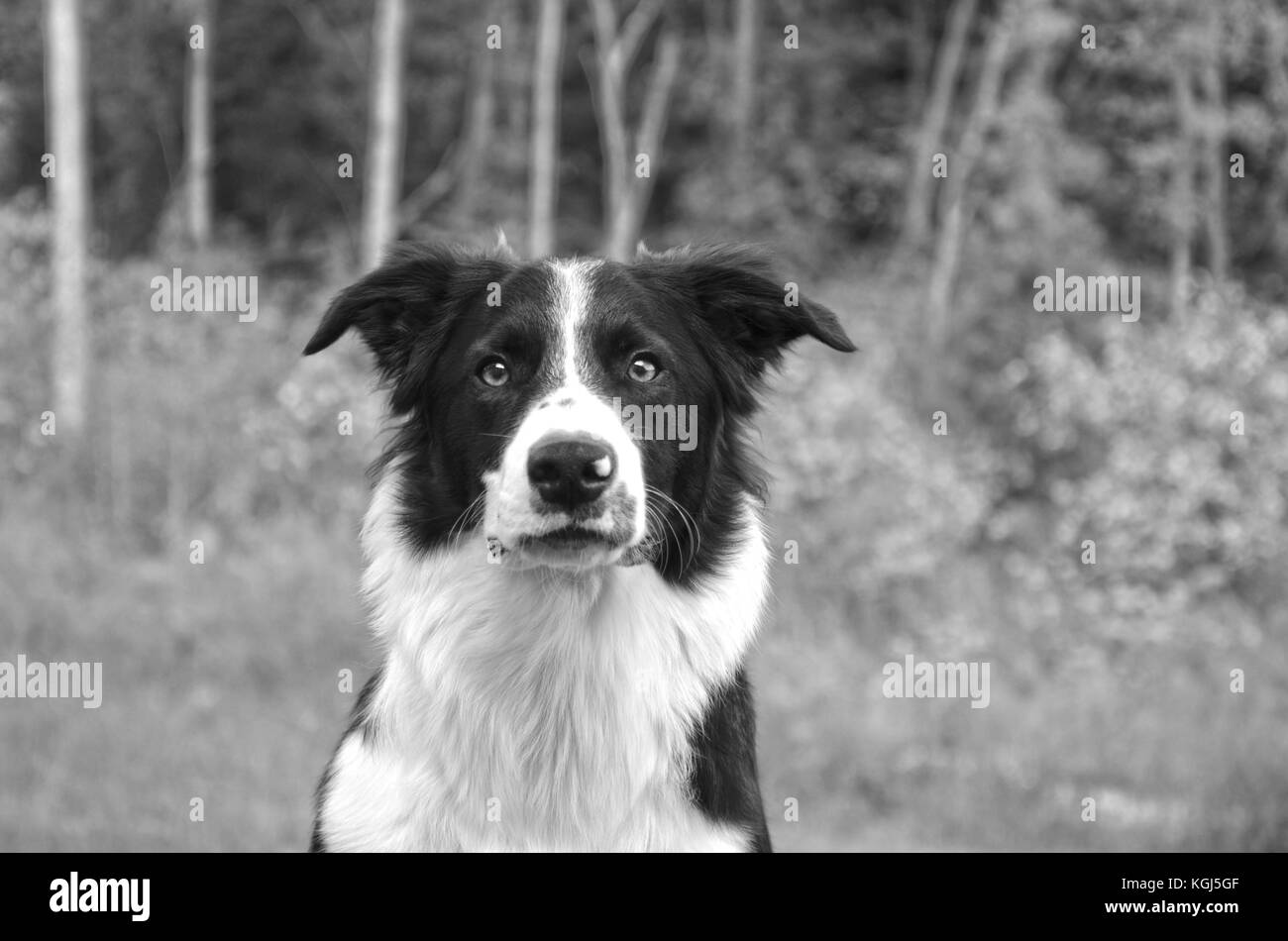 Border Collie full front profile view with trees in the background. A very focused dog in black and white. Stock Photo