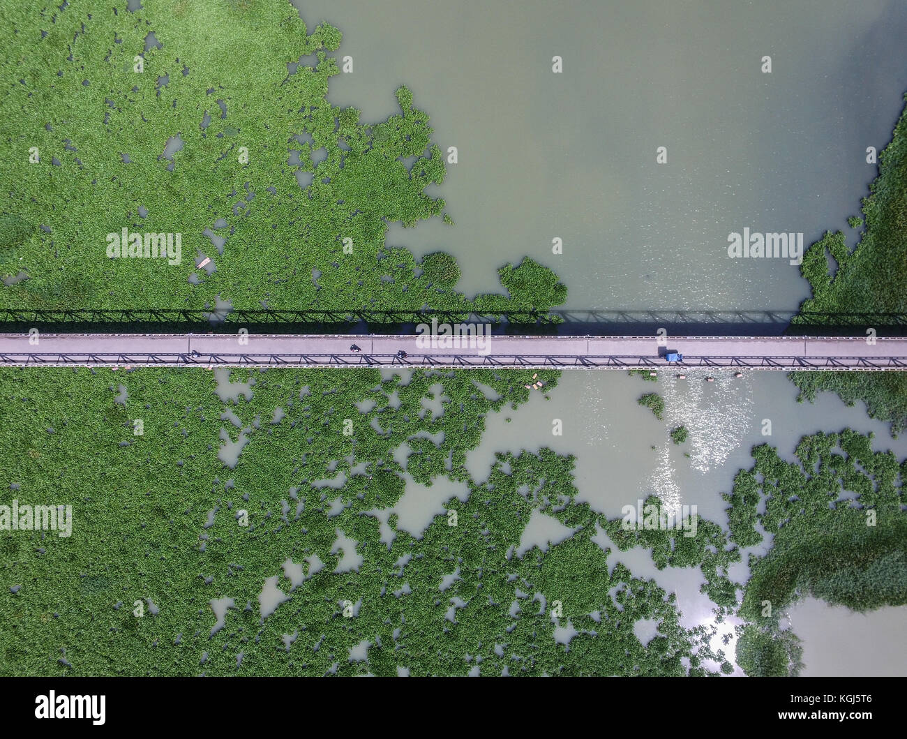 Water Hyacinth in Jeneberang River in Makassar. The growth of the Water Hyacinth may damage the ecosystem in the river due to lack of oxygen. Stock Photo