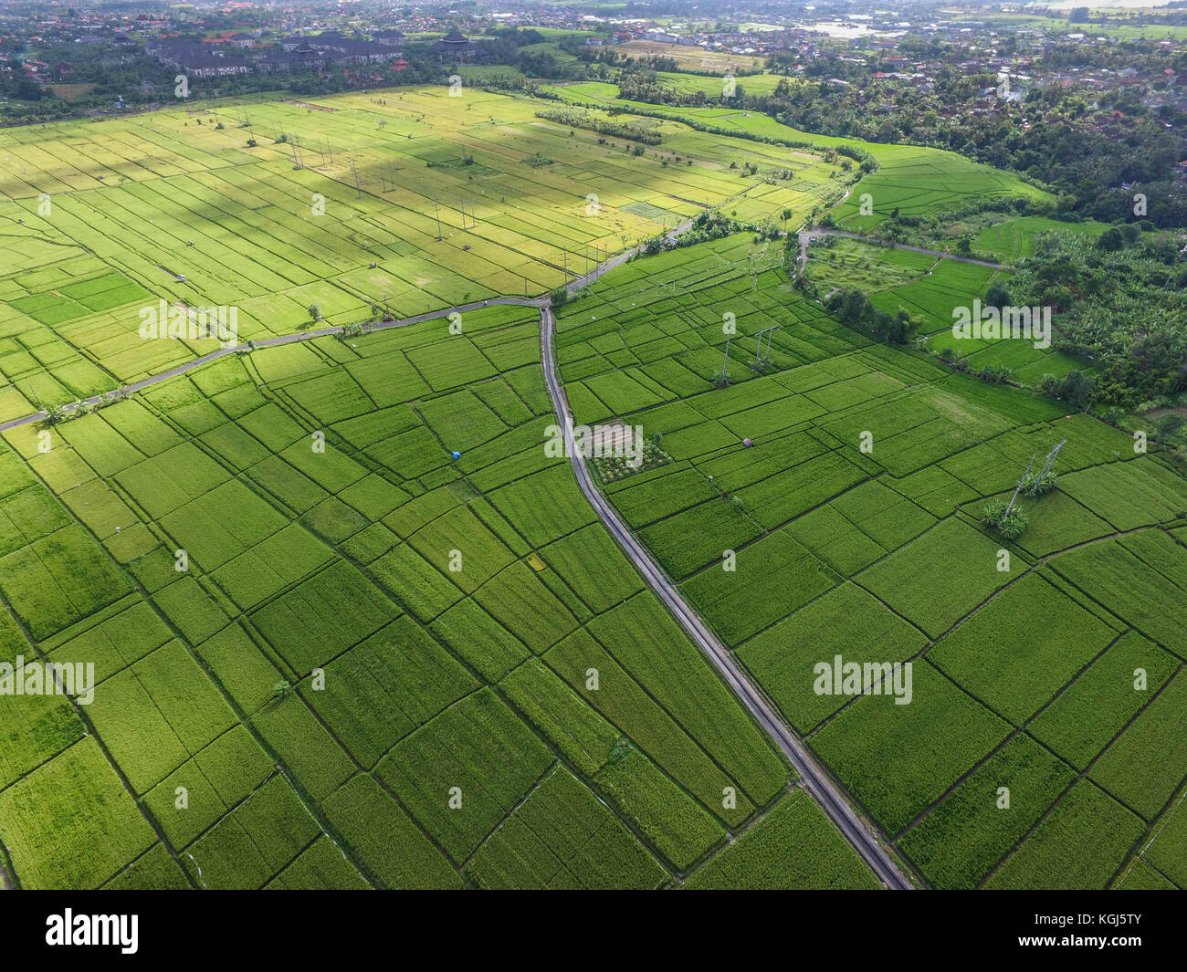 Aerial drone view on a rice paddy field in Ubung Denpasar Bali Stock Photo