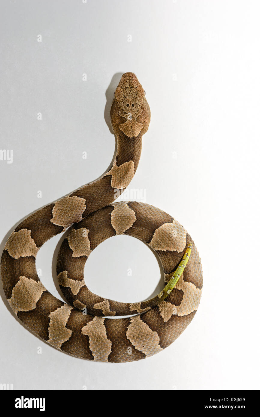 Yellow-tailed Broad-Band Copperhead snake (Agkistrodon contortrix laticinctus) on white background coiled and ready to strike Stock Photo