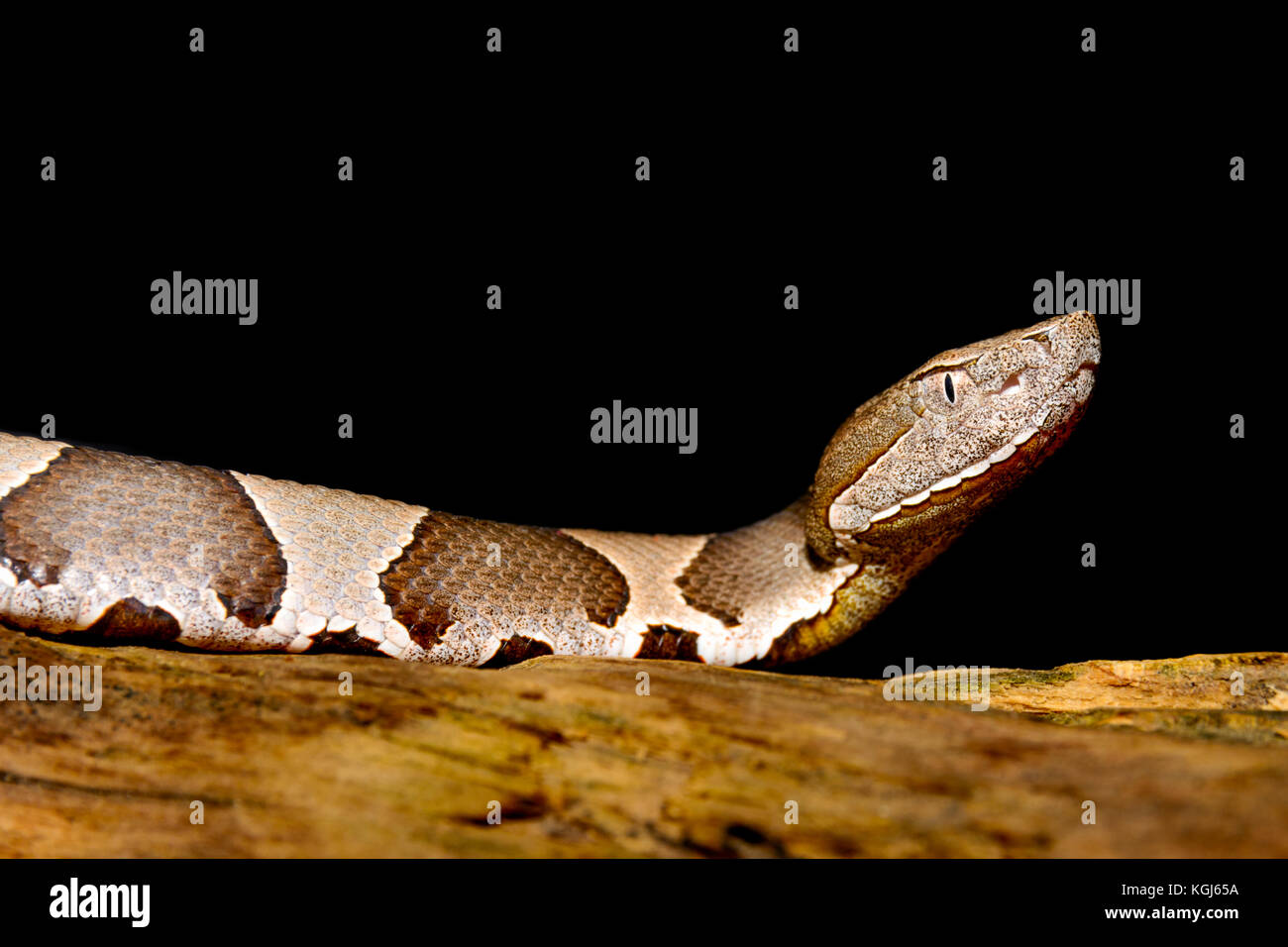 Broad-Band Copperhead snake (Agkistrodon contortrix laticinctus) on black background Stock Photo