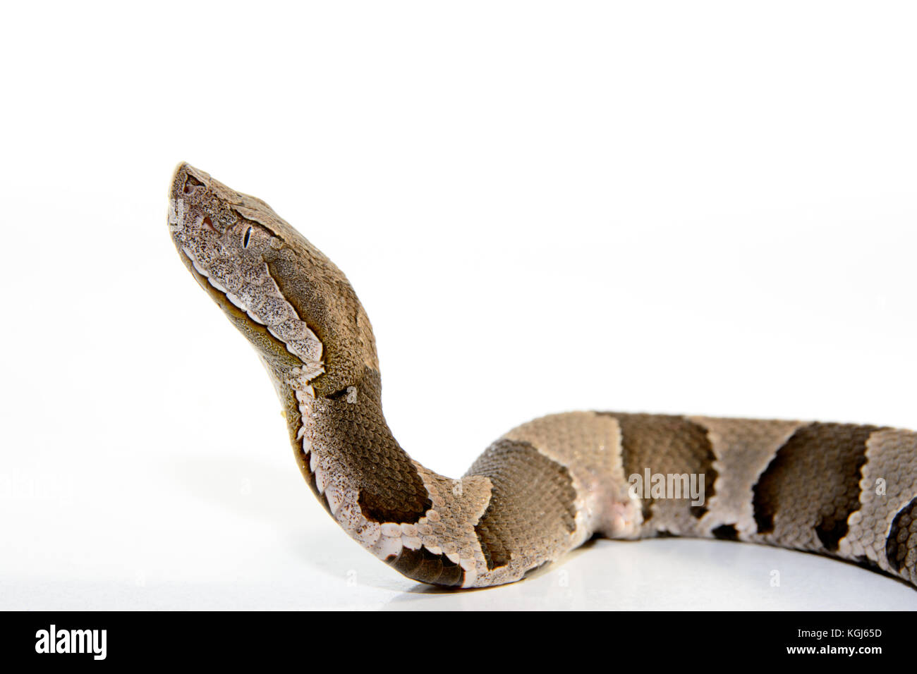 Broad-Band Copperhead snake (Agkistrodon contortrix laticinctus) on white background coiled and ready to strike Stock Photo