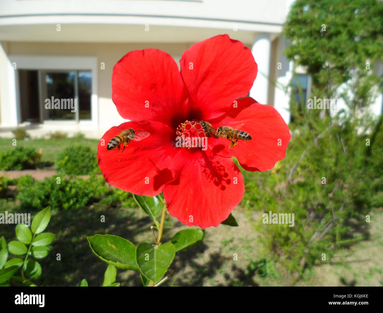 Honey bees collecting from a red Hibiscus flower, Rose Mallow, In 