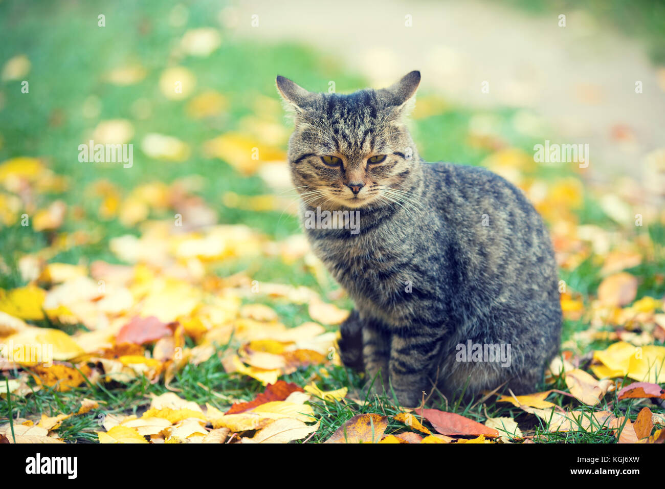 Cat sitting outdoor on the fallen leaves in autumn Stock Photo - Alamy