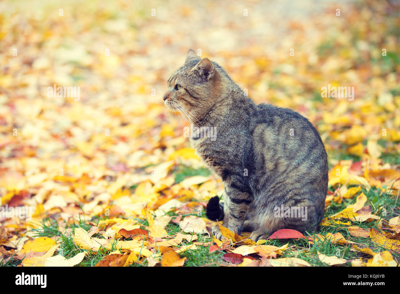 Cat sitting outdoor on the fallen leaves in autumn Stock Photo - Alamy