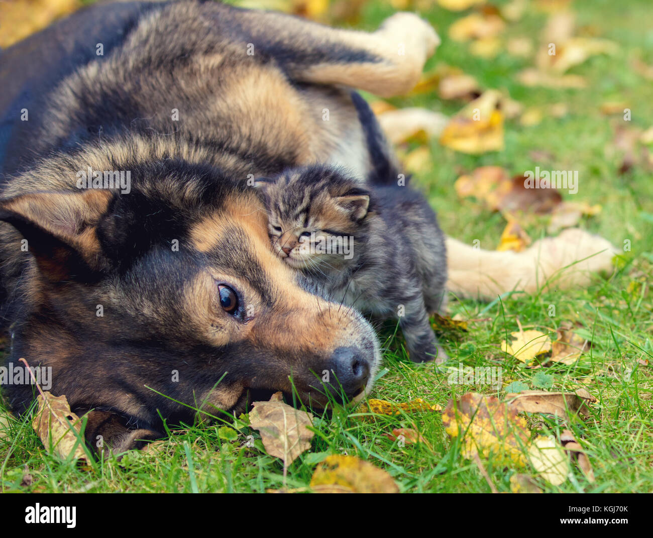 dogs-and-little-kittens-are-best-friends-playing-together-outdoors