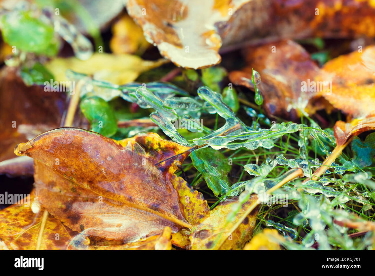 Icy rain. The fallen leaves are covered with ice Stock Photo