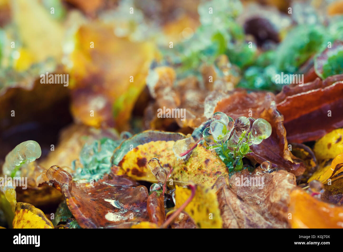 Icy rain. The fallen leaves are covered with ice Stock Photo