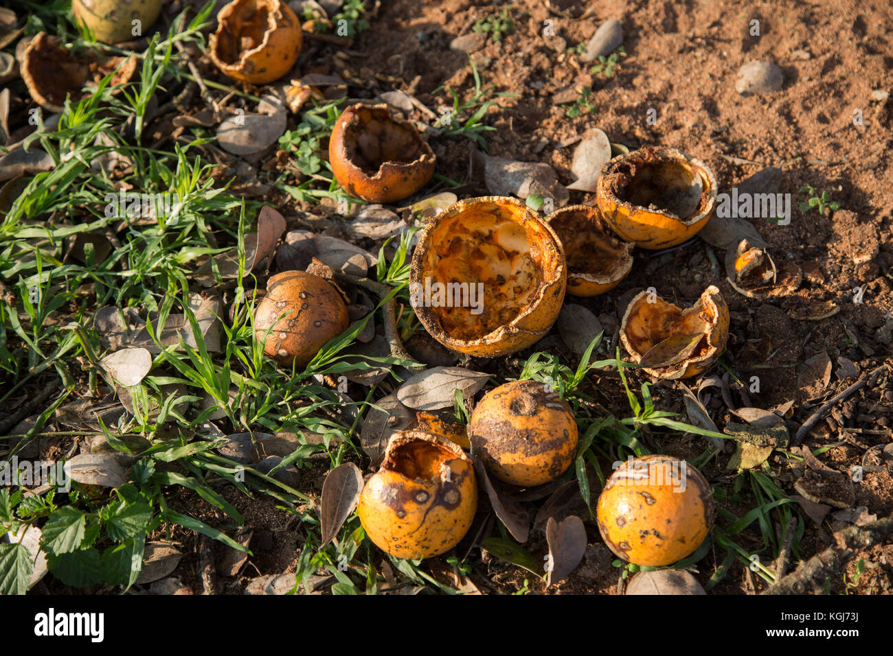 Empty pods of a Strychnos spinosa or spiny monkey orange tree after the edible seeds have been eaten by buck and monkeys Stock Photo