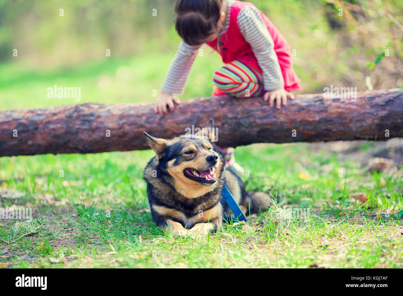 Happy little girl playing with the dog in the forest Stock Photo - Alamy