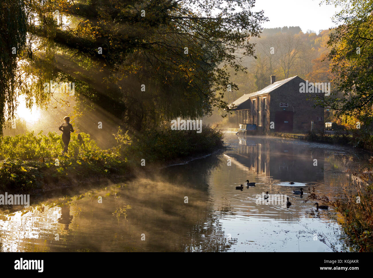Derbyshire, UK. 08th Nov, 2017. UK Weather - 8th November 2017 - Glorious autumn sunshine on the Cromford Canal in the Derbyshire Peak District with a jogger and ducks enjoying a beautiful day. Credit: Robert Morris/Alamy Live News Stock Photo